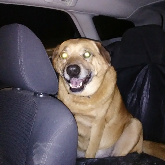 I love my fur babies! Animals Rule!! - Picture 4 of 8